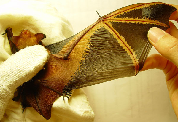 Myotis formosus