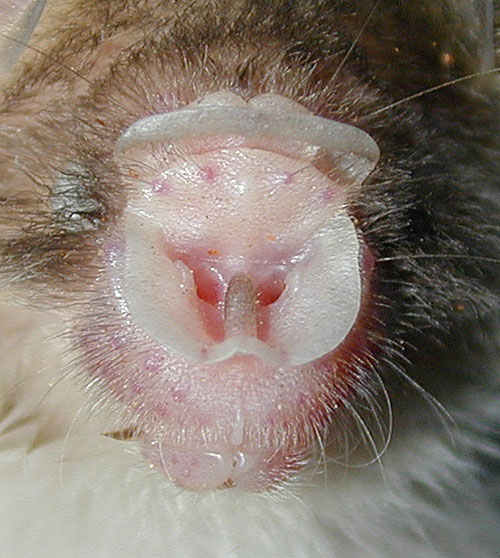 Hipposideros cineraceus