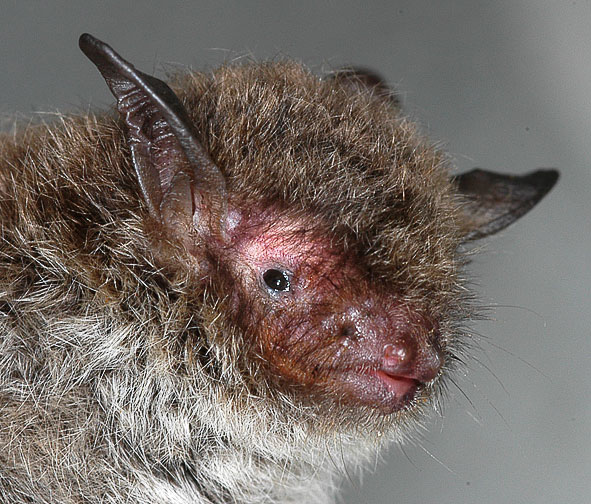 Myotis frater