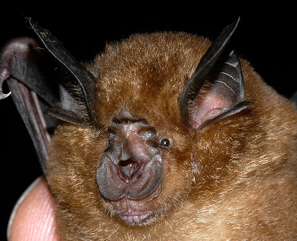 Rhinolophus sinicus