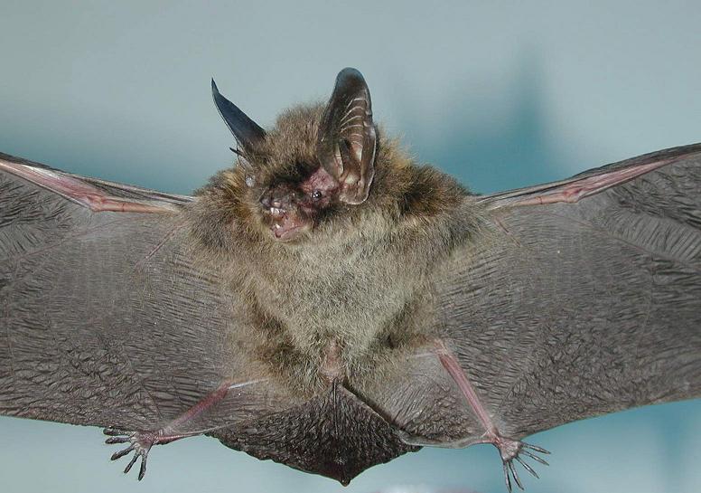 Myotis altarium