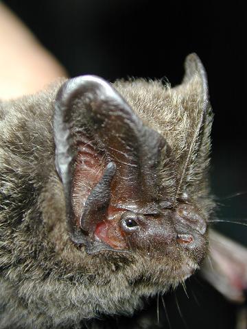 Barbastella beijingensis