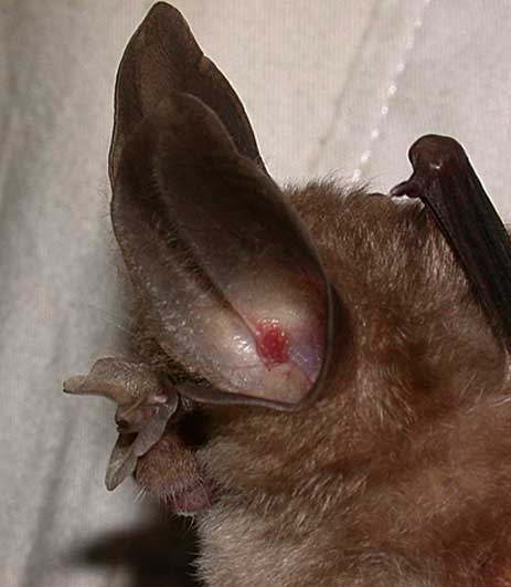 Rhinolophus marshalli