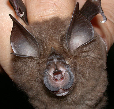 Rhinolophus pearsoni
