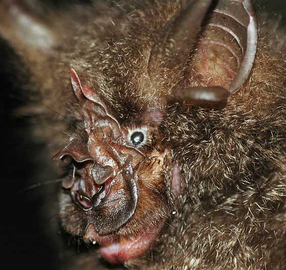 Rhinolophus luctus