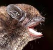 Hypsugo pulveratus