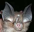 Rhinolophus macrotis