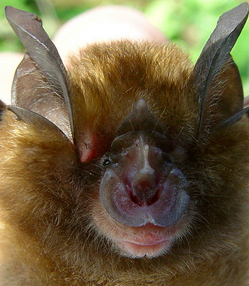 Rhinolophus monoceros