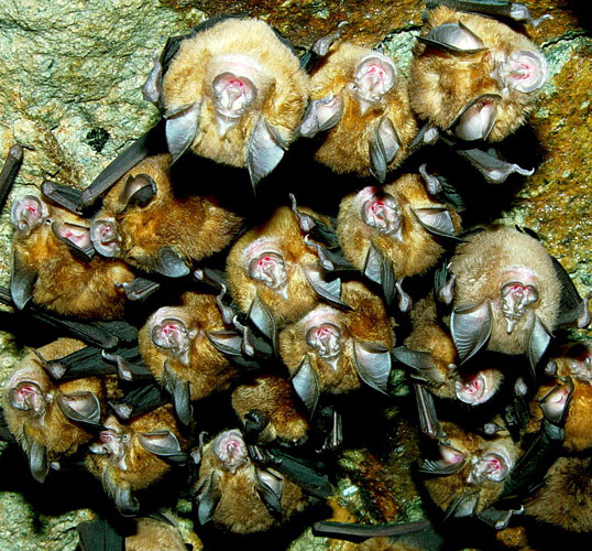 rhinolophus monoceros