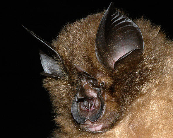 Rhinolophus peasoni