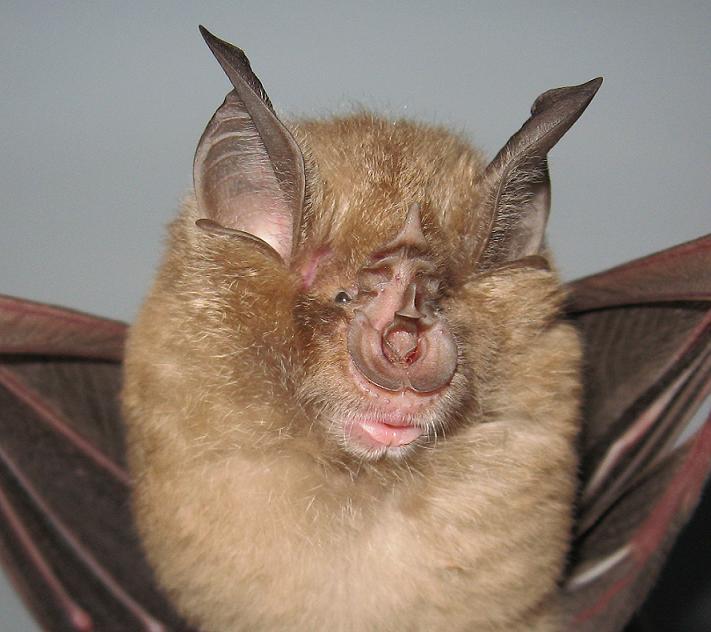 Rhinolophus ferrumequinum