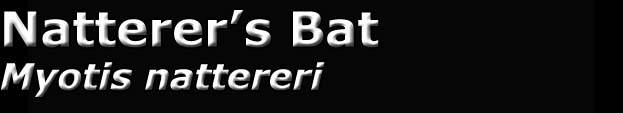 Natterer's bat, Myotis nattereri
