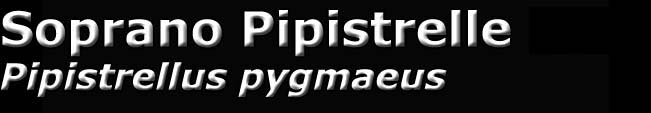 Soprano pipistrelle, Pipistrellus pygmaeus