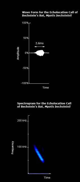 Wave form and spectrogram for the echolocation call of Bechstein's bat