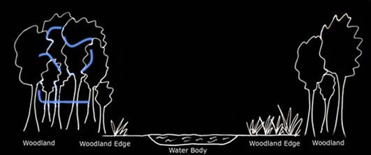 Typical foraging path of Bechstein's bats