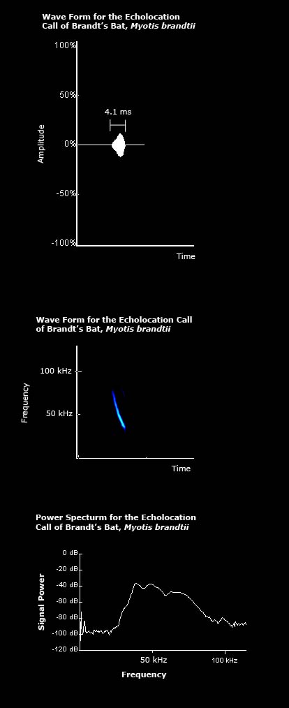Wave form, spectrogram and power spectrum for the echolocation call of Brandt's bat