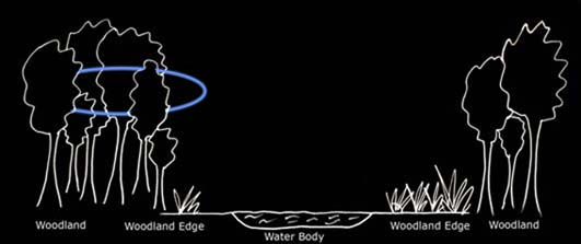 Typical foraging path of Brandt's bats