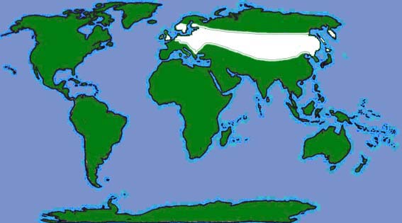 World distribution of Brandt's bat
