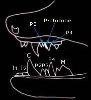 Diagram showing teeth of Brandt's bats
