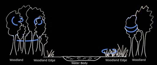 Typical foraging path of brown long-eared bats