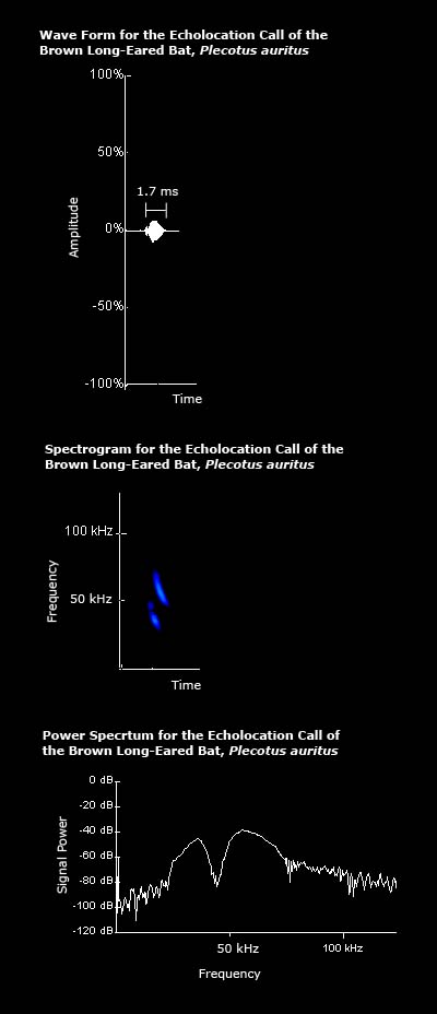 Wave form, spectrogram and power spectrum for the echolocation call of the brown long-eared bat