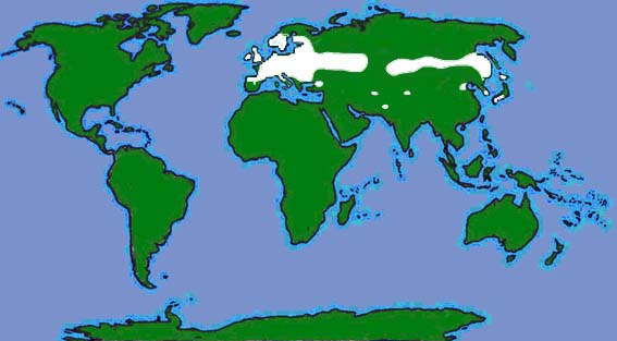 World distribution of the brown long-eared bat
