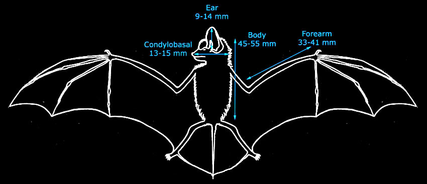 Diagram showing average body measurements of Daubenton's bats