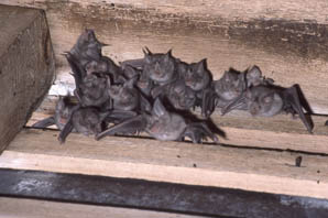 Greater horseshoe bats in an attic