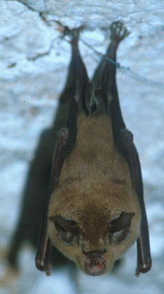 Photograph of a greater horseshoe bat