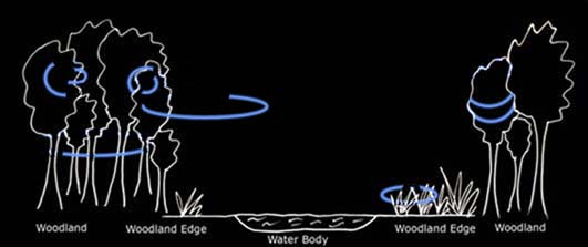 Typical foraging path of grey long-eared bats