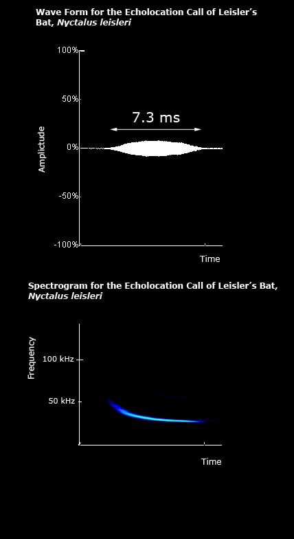 Wave form and spectrogram for the echolocation call of Leisler's bat
