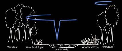Typical foraging path of Leisler's bats
