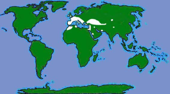 World distribution of lesser horseshoe bats