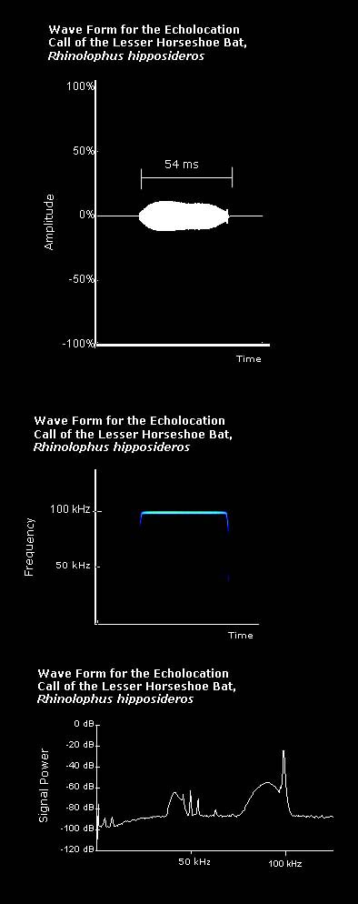 Wave form, spectrogram and power spectrum for the echolocation call of the lesser horseshoe bat