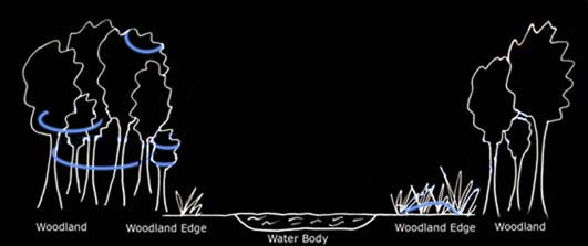 Typical foraging path of lesser horseshoe bats