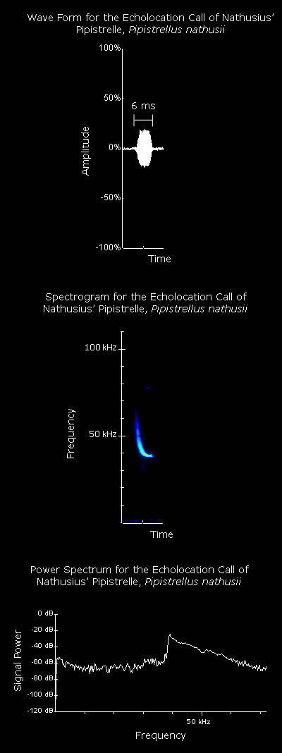 Wave form, spectrogram and power spectrum for the echolocation call of Nathusius' pipistrelle
