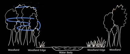 Typical foraging path of Nathusius' pipistrelles