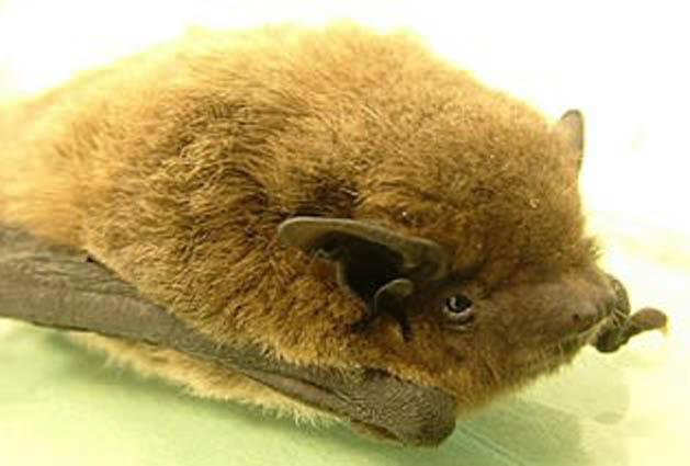 Photograph of a Nathusius' pipistrelle