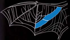 Wing vein pattern of the Nathusius' pipistrelle