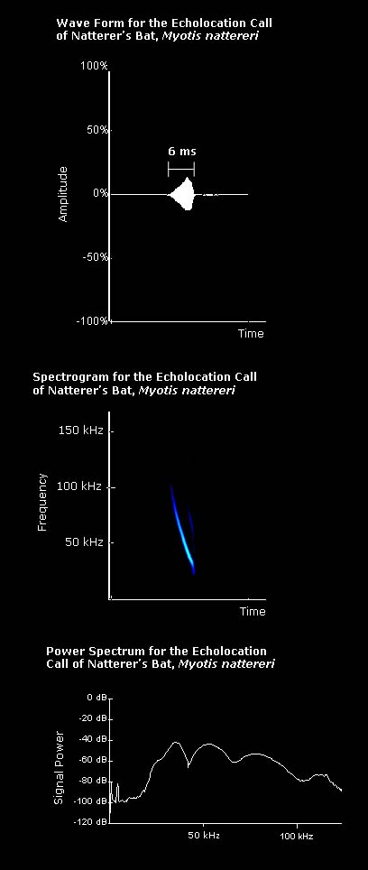 Wave form, spectrogram and power spectrum for the echolocation call of Natterer's bat