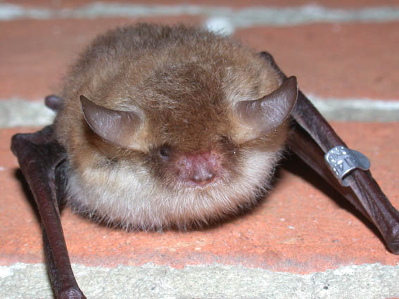 Photograph of a Natterer's bat