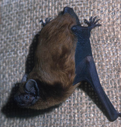 Photograph of a Noctule 