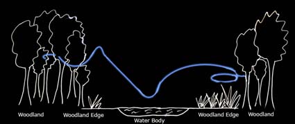 Typical foraging path of serotines