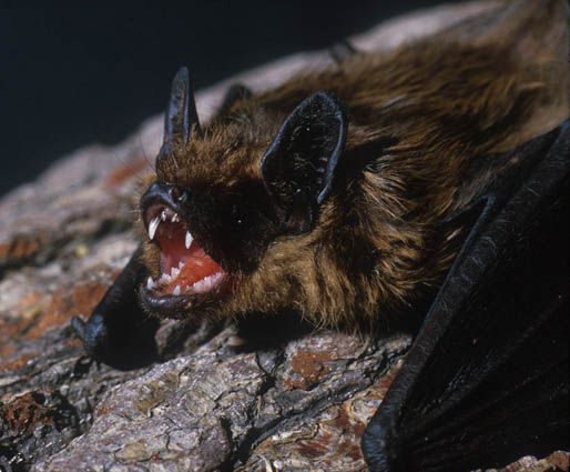 Photograph of a Serotine