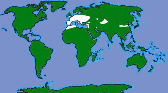 World distribution of serotines