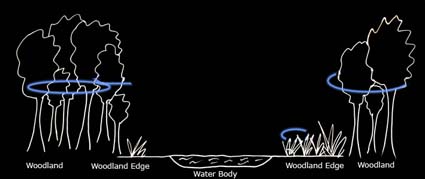 Typical foraging path of the soprano pipistrelle