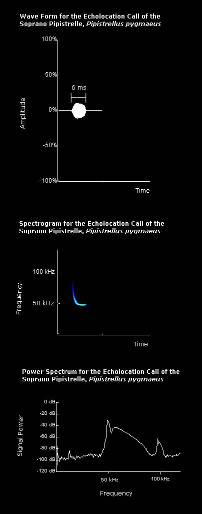 Wave form, spectrogram and power spectrum for the echolocation call of the soprano pipistrelle