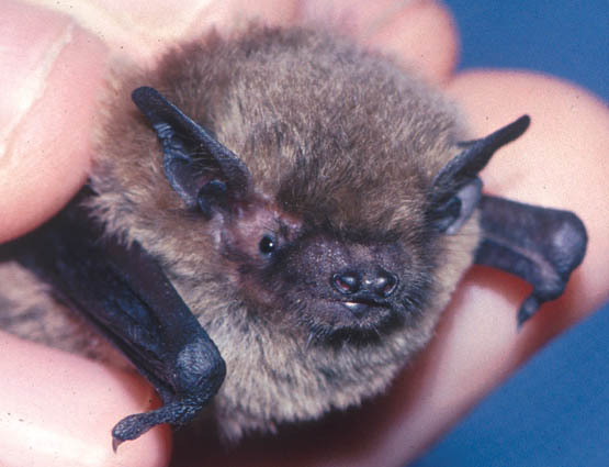 Photograph of a Soprano Pipistrelle