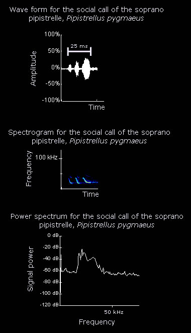 Wave form, spectrogram and wave form for the social call of the soprano pipistrelle
