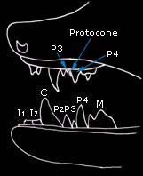 Diagram showing teeth of whiskered bats